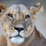 日本无码:探索日本成人影视文化的独特魅力与发展历程 0lu8acy