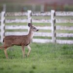 推荐几款好用的磁力链接下载工具,轻松获取资源 czfu7