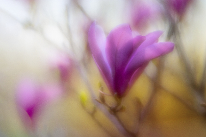 sx7ee2fvcj