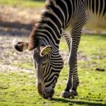 推荐几个免费的在线电影观看网站,畅享视听盛宴 wu2s65zo9